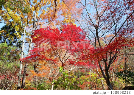 鮮やか　紅葉　イロハモミジの葉 138998218