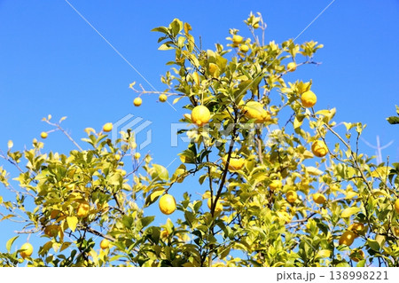 爽やか　豊作　レモンの実 138998221