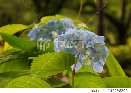青い紫陽花 138998263