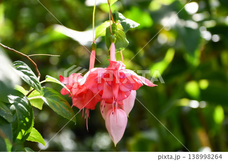 フクシア「ペティージ」 Fuchsia 'Petiage' フクシア「ペティージ」 Fuchsia 'Petiage' 138998264