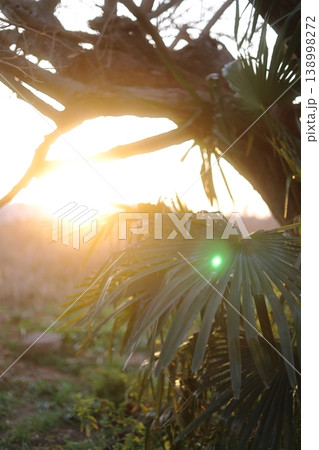 夕日に照らされる植物、ソテツ 夕日に照らされる植物、ソテツ 138998272