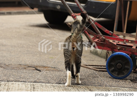 香港の路地で歩く首輪を付けた猫 香港の路地で歩く首輪を付けた猫 138998290
