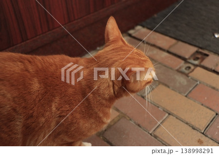 町を散歩する茶トラ猫 138998291