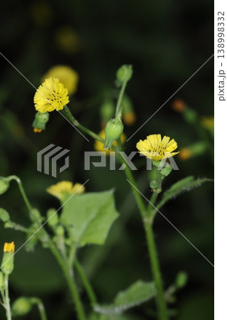 自然　植物　ヤブタビラコ、キク科の越年草。草丈は二十～四十センチで花の直径は八ミリほど 138998332