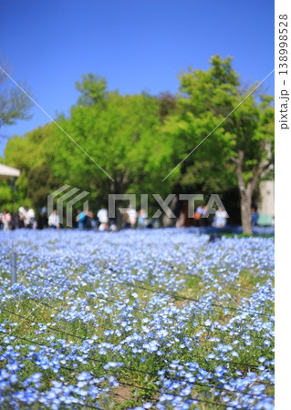 舎人公園の青いネモフィラ 舎人公園の青いネモフィラ 138998528