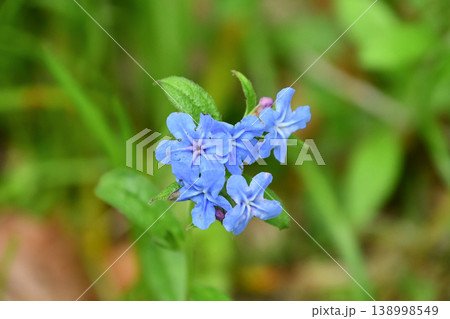 ホタルカズラ　Lithospermum zollingeri 138998549