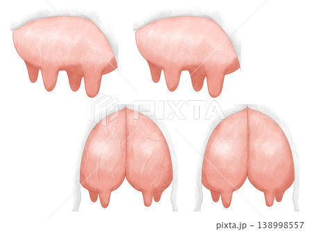 Two sets of udder illustrations painted in charcoal pencil style Two sets of udder illustrations painted in charcoal pencil style 138998557