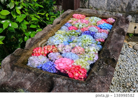 手水舎に浮かぶ紫陽花 手水舎に浮かぶ紫陽花 138998582