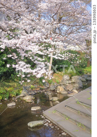 小川の側に咲いた満開の桜 138998603