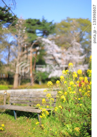 菜の花とベンチと桜のある風景 菜の花とベンチと桜のある風景 138998607