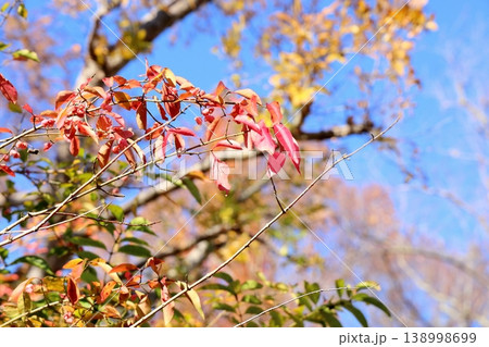 爽やか　紅葉　マユミの葉 138998699