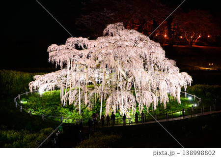 漆黒に映える紅枝垂の巨木 三春滝桜の夜桜ライトアップ クローズアップ 福島県 138998802