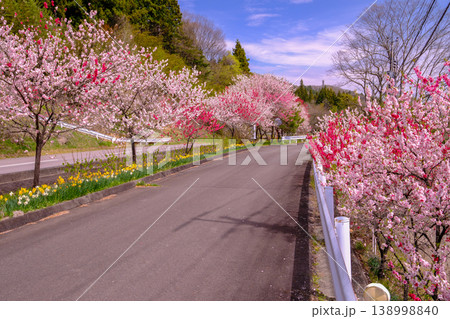 花桃と水仙のある道路 138998840