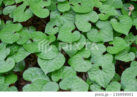フタバアオイ　Asarum caulescens 138999001