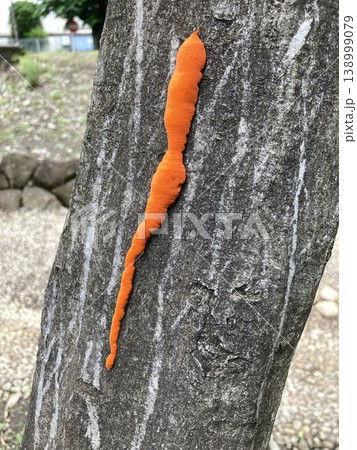 立木の樹皮に付着した鮮やかなオレンジ色の菌類 立木の樹皮に付着した鮮やかなオレンジ色の菌類 138999079