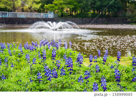 木曽三川公園のカサバルピナスと噴水《岐阜県 海津市 木曽三川公園センター》 木曽三川公園のカサバルピナスと噴水《岐阜県 海津市 木曽三川公園センター》 138999085