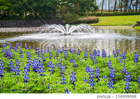 木曽三川公園のカサバルピナスと噴水《岐阜県 海津市 木曽三川公園センター》 138999086