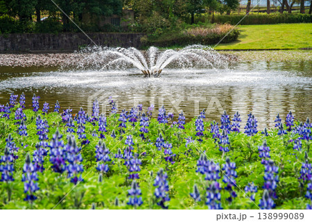 木曽三川公園のカサバルピナスと噴水《岐阜県 海津市 木曽三川公園センター》 138999089