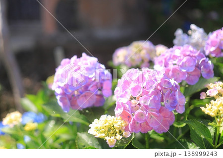 梅雨の晴れ間に咲く紫陽花 梅雨の晴れ間に咲く紫陽花 138999243