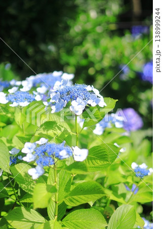 梅雨の晴れ間に咲く紫陽花 梅雨の晴れ間に咲く紫陽花 138999244