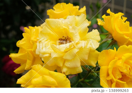 屋外の花壇に咲くラディアントパフュームの黄色いバラ 138999263