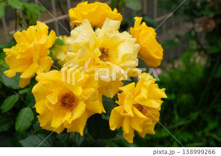 屋外の花壇に咲くラディアントパフュームの黄色いバラ 屋外の花壇に咲くラディアントパフュームの黄色いバラ 138999266