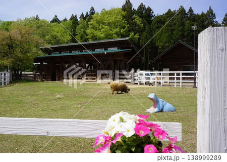 埼玉県秩父市の西武秩父駅周辺の羊山公園の羊の風景 埼玉県秩父市の西武秩父駅周辺の羊山公園の羊の風景 138999289