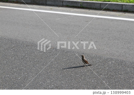 アスファルトの道路に佇む野生のイソヒヨドリ（メス） 138999403