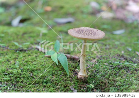 苔の生えた地面から伸びるキノコ 高千穂峡の自然 138999418