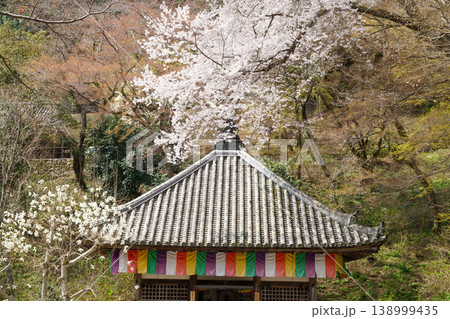 長谷寺の桜 138999435