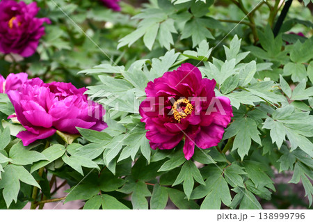 ボタン「紫禁城」　Peony 'Shikinjo' 138999796