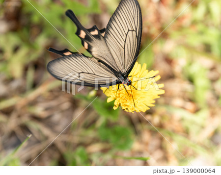 アゲハチョウ 昆虫 マクロ 花 蝶 自然 接写 黄色い花 日本 生態 春 夏 屋外 アゲハチョウ 昆虫 マクロ 花 蝶 自然 接写 黄色い花 日本 生態 春 夏 屋外 139000064