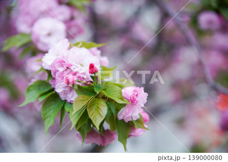 造幣局の桜 造幣局の桜 139000080