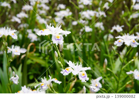 梅宮大社のシャガの花 梅宮大社のシャガの花 139000082