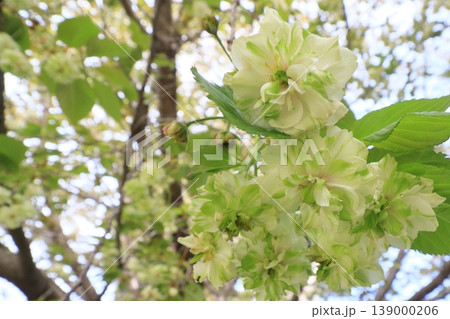 園里黄桜 緑色の花をつける桜 ソノサトキザクラ 園里黄桜 緑色の花をつける桜 ソノサトキザクラ 139000206