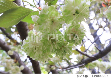 園里黄桜　緑色の花をつける桜　ソノサトキザクラ 139000207
