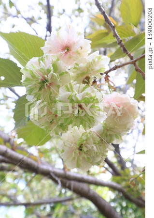 園里黄桜　緑色の花をつける桜　ソノサトキザクラ 139000208