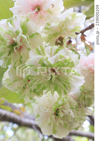 園里黄桜　緑色の花をつける桜　ソノサトキザクラ 139000209