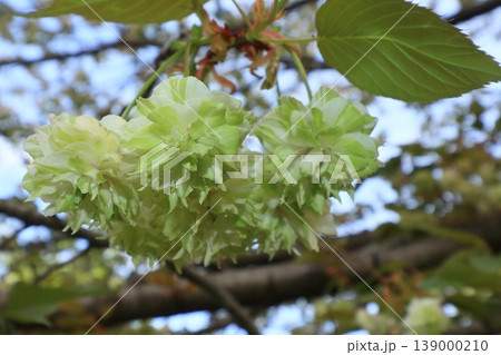 園里黄桜　緑色の花をつける桜　ソノサトキザクラ 139000210