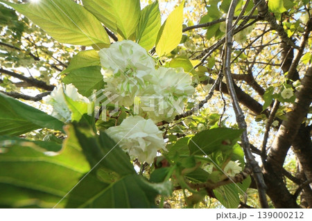 園里黄桜　緑色の花をつける桜　ソノサトキザクラ 139000212
