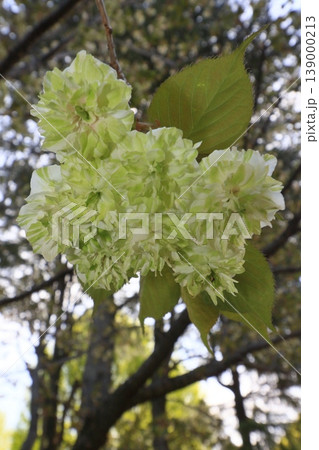 園里黄桜 緑色の花をつける桜 ソノサトキザクラ 園里黄桜 緑色の花をつける桜 ソノサトキザクラ 139000213