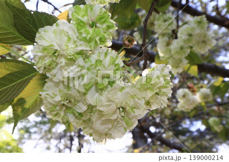 園里黄桜 緑色の花をつける桜 ソノサトキザクラ 園里黄桜 緑色の花をつける桜 ソノサトキザクラ 139000214
