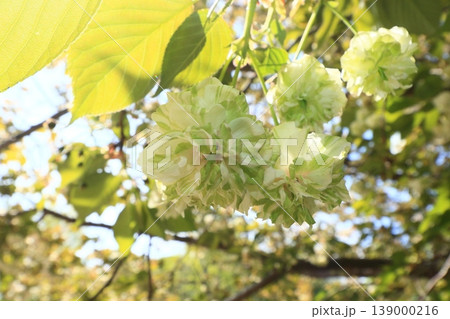 園里黄桜 緑色の花をつける桜 ソノサトキザクラ 園里黄桜 緑色の花をつける桜 ソノサトキザクラ 139000216