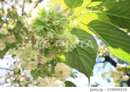 園里黄桜 緑色の花をつける桜 ソノサトキザクラ 園里黄桜 緑色の花をつける桜 ソノサトキザクラ 139000219
