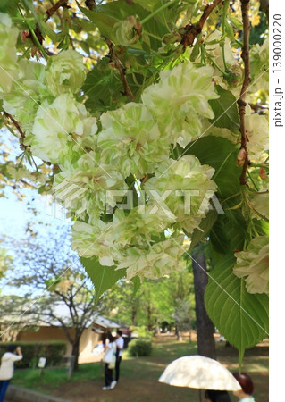 園里黄桜 緑色の花をつける桜 ソノサトキザクラ 園里黄桜 緑色の花をつける桜 ソノサトキザクラ 139000220