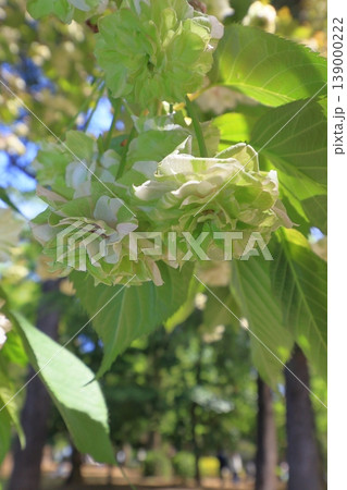 園里黄桜 緑色の花をつける桜 ソノサトキザクラ 園里黄桜 緑色の花をつける桜 ソノサトキザクラ 139000222