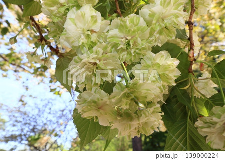 園里黄桜 緑色の花をつける桜 ソノサトキザクラ 園里黄桜 緑色の花をつける桜 ソノサトキザクラ 139000224