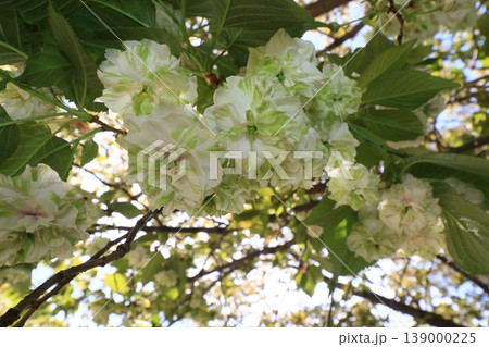 園里黄桜 緑色の花をつける桜 ソノサトキザクラ 園里黄桜 緑色の花をつける桜 ソノサトキザクラ 139000225