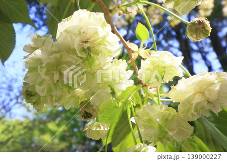 園里黄桜 緑色の花をつける桜 ソノサトキザクラ 園里黄桜 緑色の花をつける桜 ソノサトキザクラ 139000227