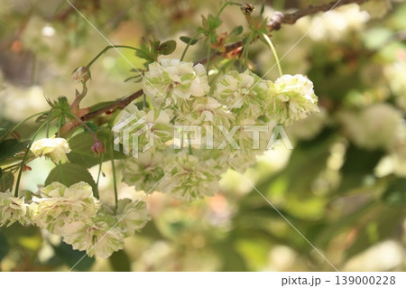 園里黄桜 緑色の花をつける桜 ソノサトキザクラ 園里黄桜 緑色の花をつける桜 ソノサトキザクラ 139000228